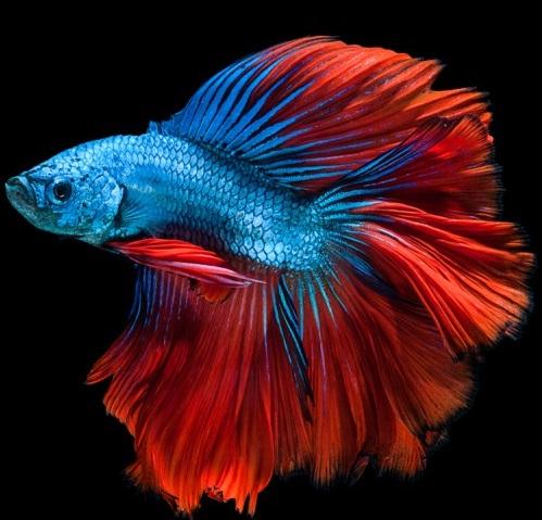 Picture of a Betta fish with the same colors and swoosh of the Bookshare logo