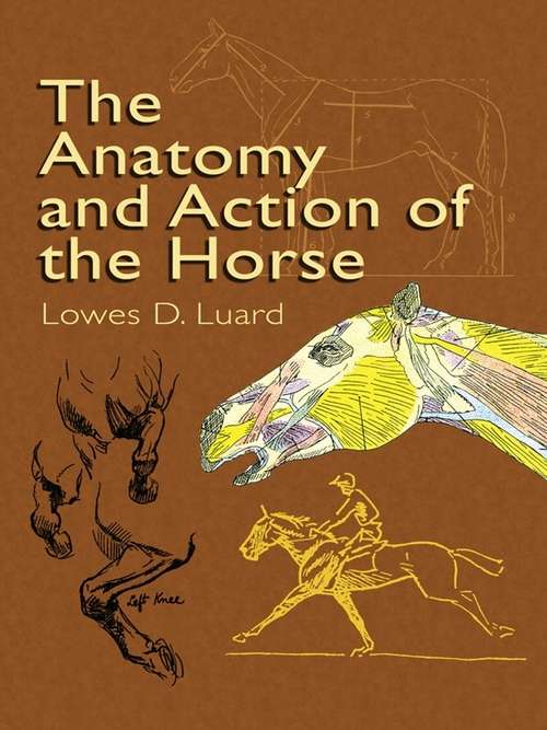 Book cover of The Anatomy and Action of the Horse