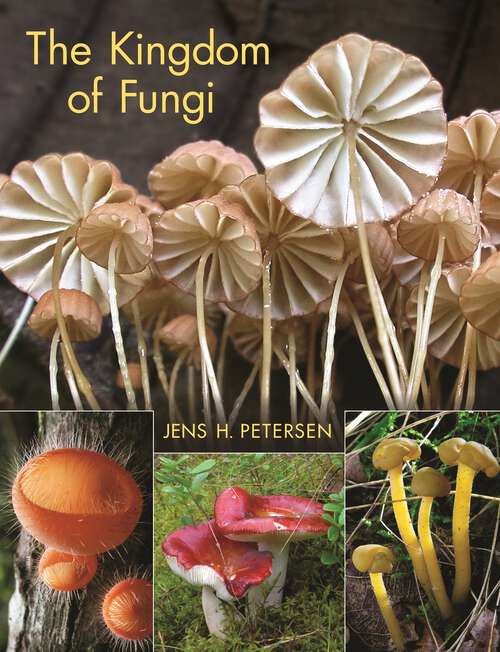 Book cover of The Kingdom of Fungi
