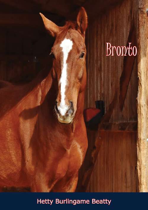 Book cover of Bronto