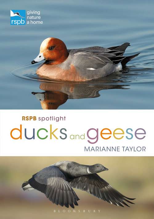 Book cover of RSPB Spotlight Ducks and Geese (RSPB)