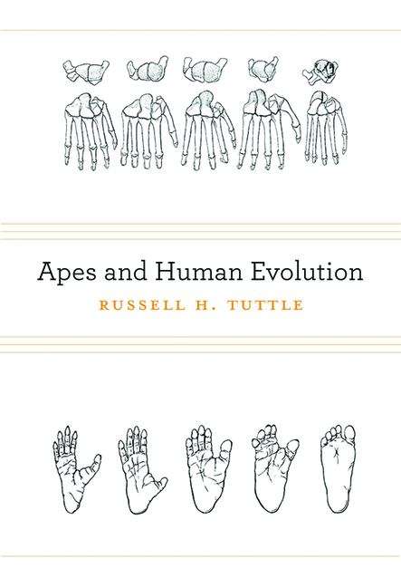 Book cover of Apes and Human Evolution