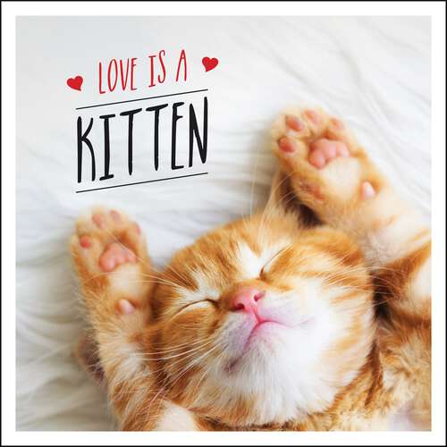 Book cover of Love is a Kitten: A Cat-Tastic Celebration of the World's Cutest Kittens