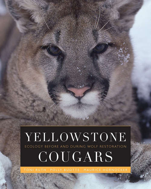 Book cover of Yellowstone Cougars: Ecology before and during Wolf Restoration