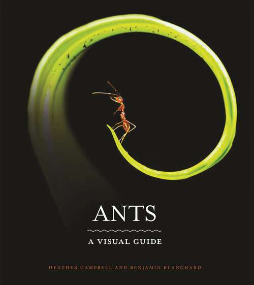 Book cover of Ants: A Visual Guide